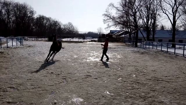 продаётся русский рысак 2016 г.р. Ункас смотреть онлайн