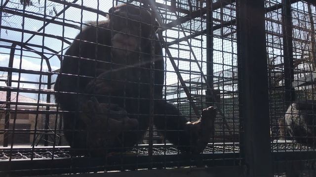 Шимпанзе любитель ЗОШ и его некультурный сосед) Chimpanzee and its uncivilized neighbor) смотреть онлайн