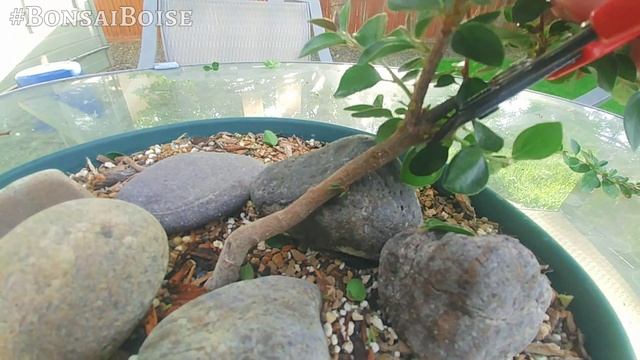 Cotoneaster pre-bonsai (Structural Pruning) смотреть онлайн