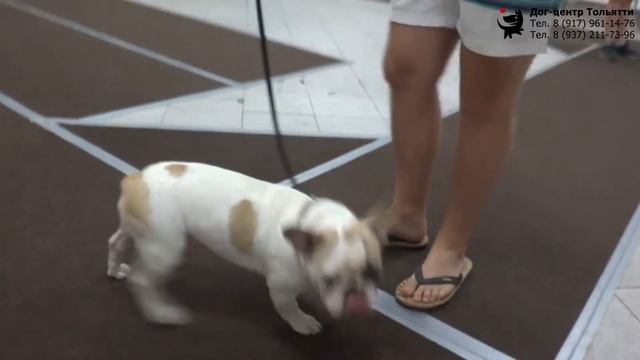 Варя, Кирилл и французский бульдог Балу. Занятие по дрессировке (группа начального послушания). смотреть онлайн