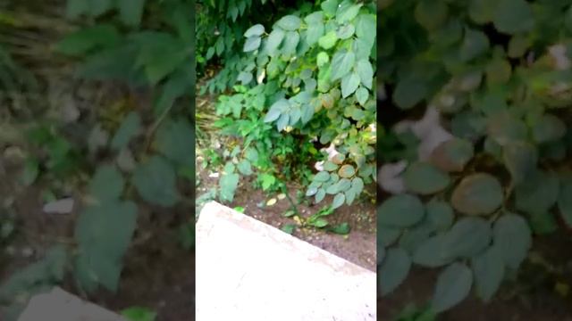 Прогулка с Мурзиком. смотреть онлайн
