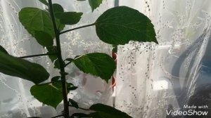 Гибискус комнатный опадают бутоны. Проблема решена - он снова цветёт !!!