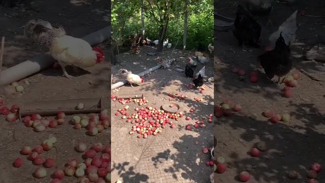 Куры довольны #куры #деревня #яблоки #огород #сад смотреть онлайн