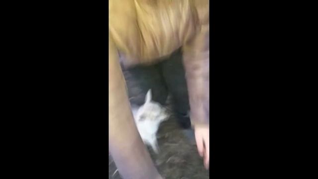 Альпийские козлята и козлята Ламанчи смотреть онлайн