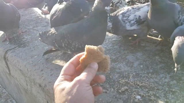 2952 Кормлю птиц с рук Голуби-акробаты Утиный траффик полынья Утки кишмя кишат река Орлик город Орё смотреть онлайн