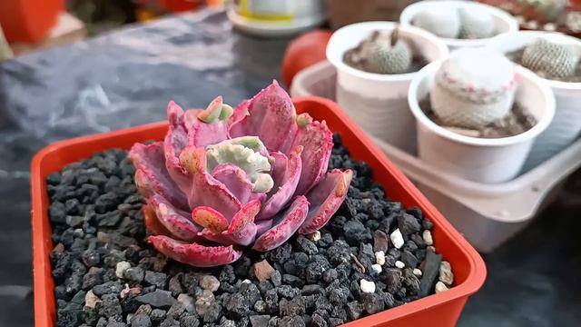 VARIEGADAS EN SU MEJOR MOMENTO #suculentas #echeveria #variegata смотреть онлайн