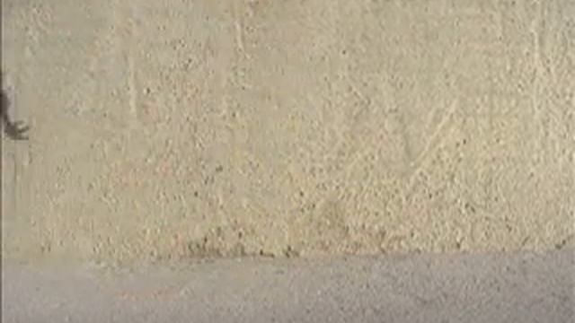 stuiterkuiken, bouncing chick смотреть онлайн