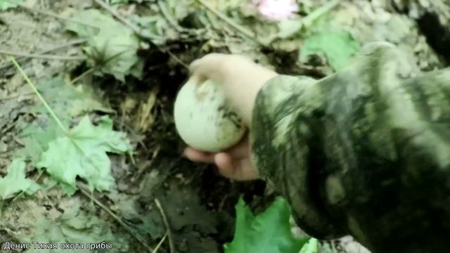 Весёлка обыкновенная, зонтики и скрипухи смотреть онлайн