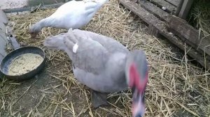 О содержании индоуток в теплице