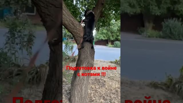 Берегитесь КОТЫ )!!!!))) #стаффордширскийтерьер #собака #питбуль #бой #страх #собакаубийца #сон смотреть онлайн