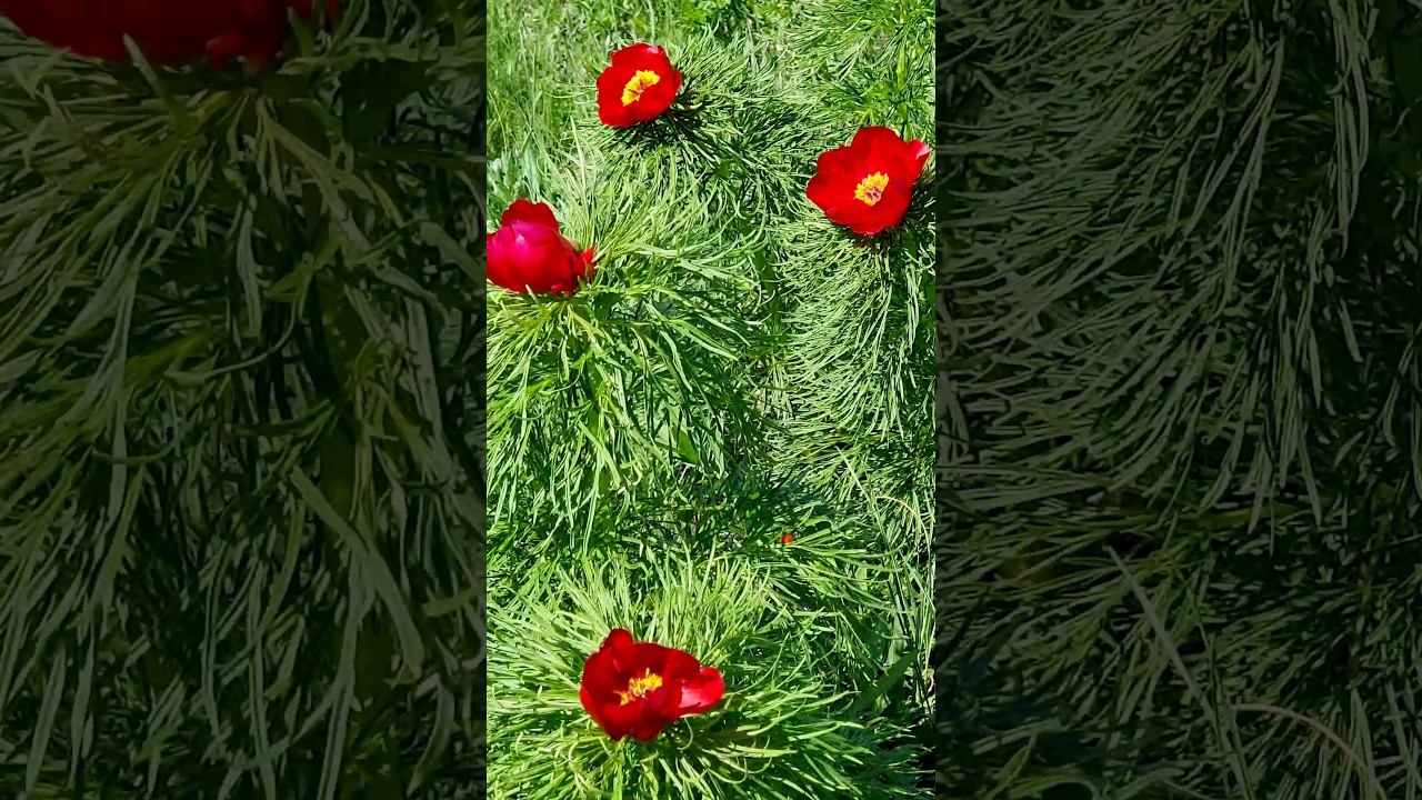 International Women's Day смотреть онлайн