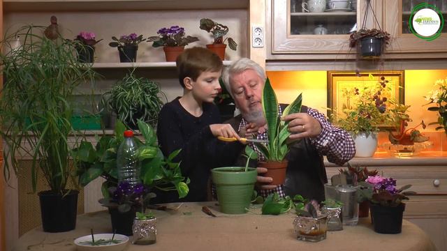 COMMENT RÉUSSIR DES BOUTURES DE FEUILLES AVEC DES PLANTES D'INTÉRIEUR смотреть онлайн