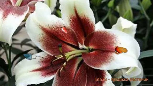 Лилия от-гибрид Зеба (lilium ot-hybrid lilium zeba) ? Зеба обзор: как сажать, луковицы лилии Зеба смотреть онлайн