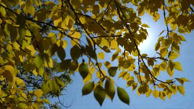 Солнечный осенний день. Солнце светит сквозь качающиеся на ветру ветки берёзы, 4K смотреть онлайн