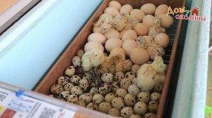 Совместная инкубация куриных и перепелиных яиц. Итог.