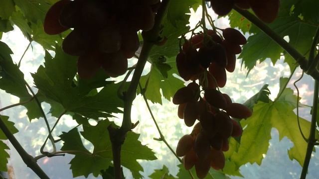 Виноград Казанова смотреть онлайн