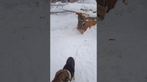 как утеплить будку войлоком
