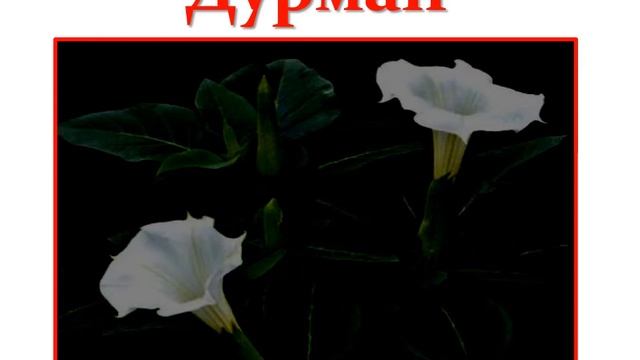 Ядовитые растения видео урок ГУЗ СОЦМП смотреть онлайн