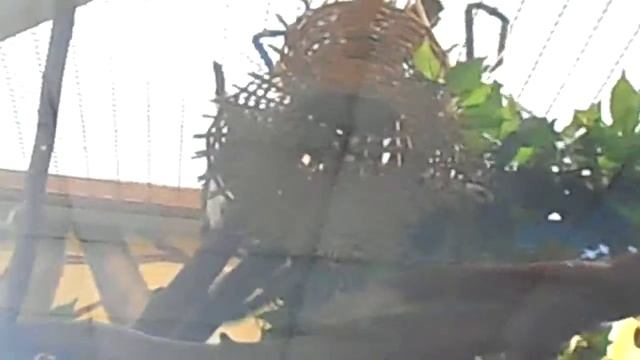 Эдипов тамарин смотреть онлайн