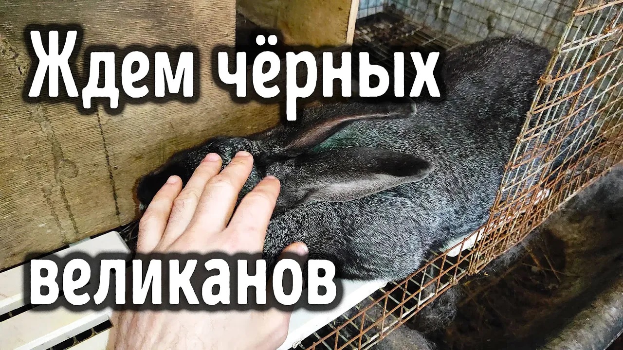 Маточник для Ночки смотреть онлайн
