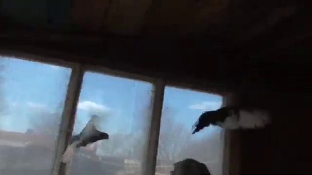 Курский турман смотреть онлайн