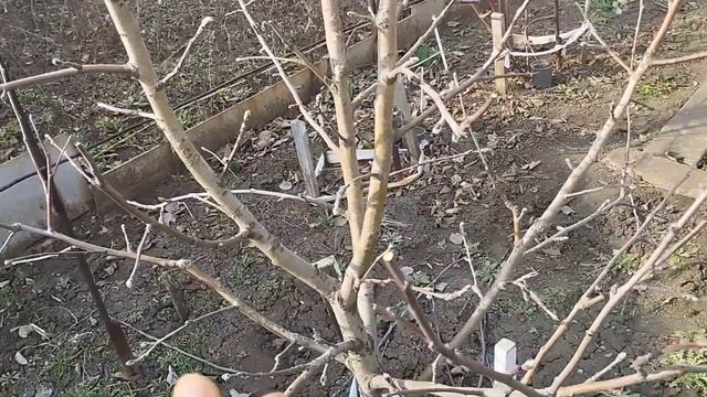 Идеальное плодовое дерево, какое оно ? смотреть онлайн