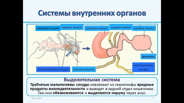 Внутреннее строение насекомых смотреть онлайн
