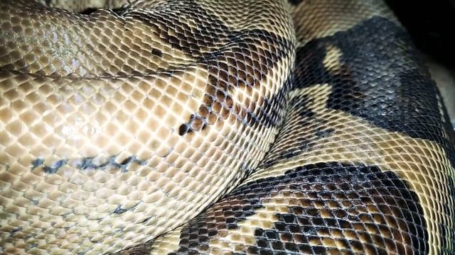 Красота змей | Уаджит собирается линять | Обыкновенный удав | Boa constrictor смотреть онлайн