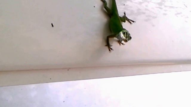 Camping Stories - The SKY is Falling! Nope just Lizards смотреть онлайн