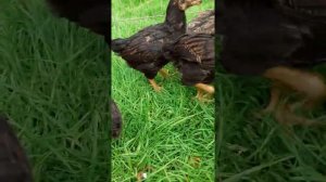 цыплята кур породы индийский бойцовый корниш chicken egg хороз