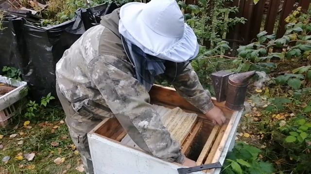 Поздний расплод. Сборка гнезд в зиму. Пчеловодство с нуля. смотреть онлайн