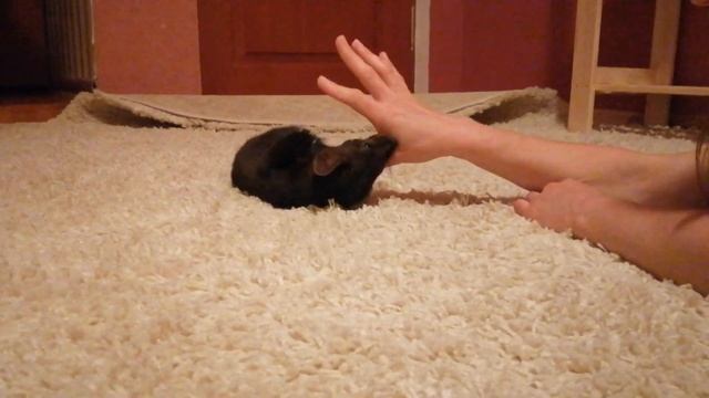 Вечерние ласки, Домашний соболь Дика смотреть онлайн