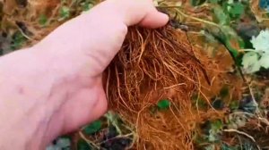 Способ хранения саженцев клубники(фриго).