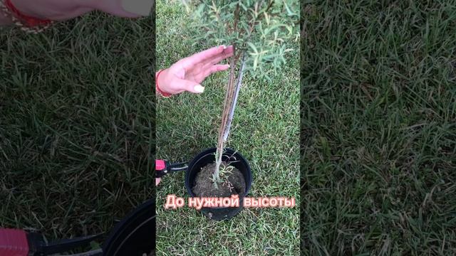 Формирую иву на штамбе #сады смотреть онлайн