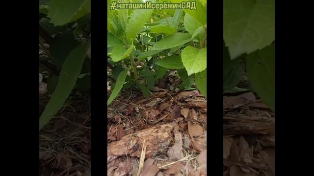 Летнее формирование куста Гортензии Метельчатой #наташинисерёжинсад смотреть онлайн