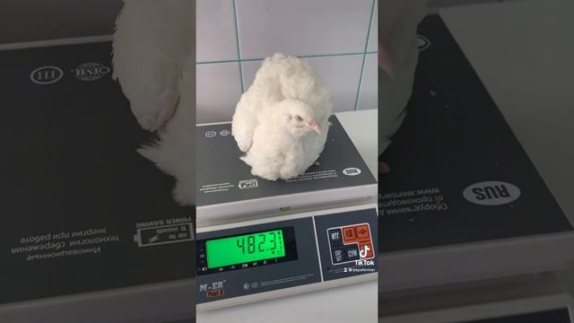 Перепелиная ферма дома смотреть онлайн