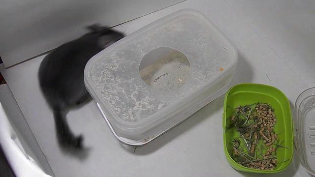 Шиншилла пошла купаться. Веселая прогулка. смотреть онлайн