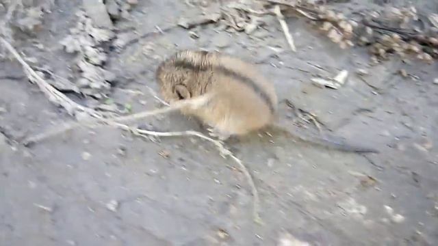 Ручная Мышь На ПриРОДе! Прикольный Зверек Под Ногами! Знаки Первородного Лесного Бога Вальхгаллы! смотреть онлайн