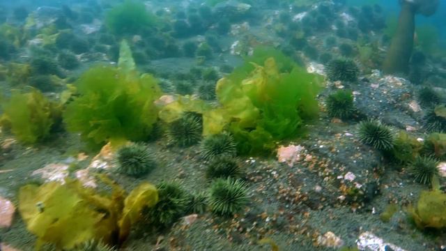 Прогулка под водой 15 июля 2022 смотреть онлайн