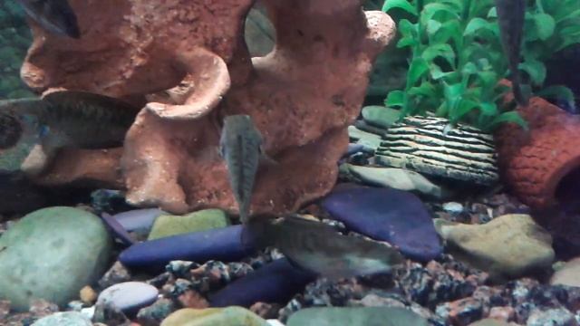 радужный змееголов смотреть онлайн