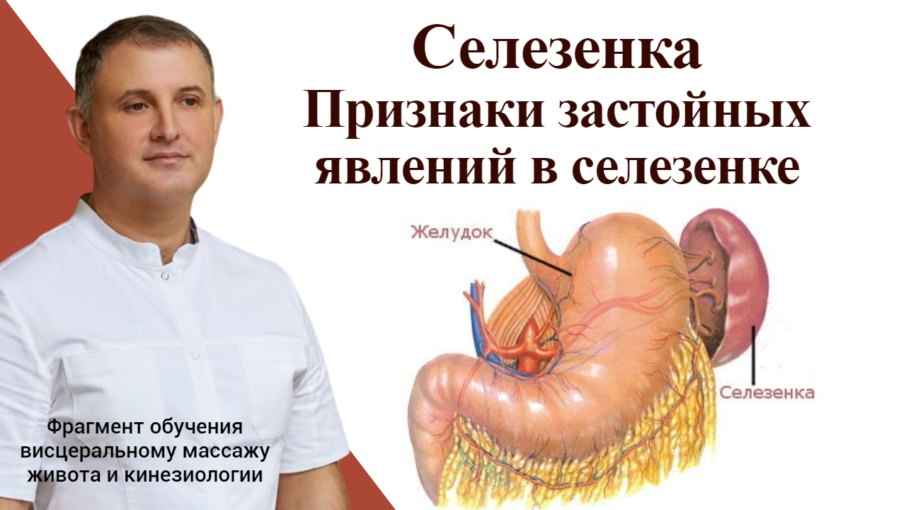 Селезенка. Признаки застойных явлений в селезенке