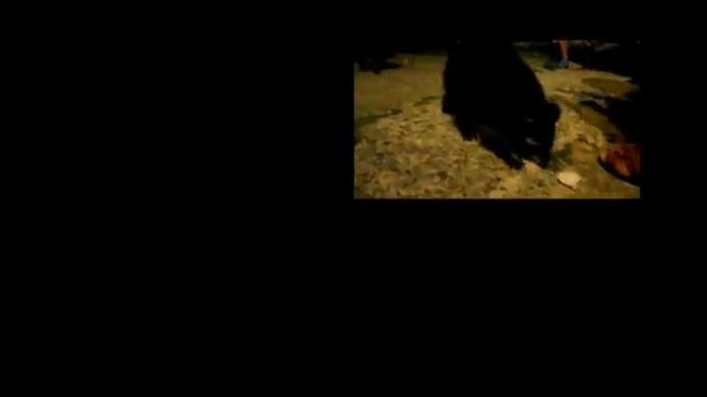 Ночное кормление диких зверей смотреть онлайн