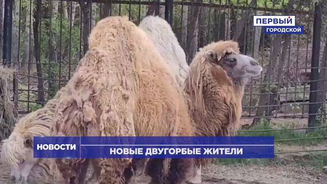 НОВЫЕ ВЕРБЛЮДЫ В БОЛЬШЕРЕЧЬЕ смотреть онлайн