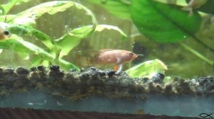 Бадисы - Забытые аквариумные рыбы