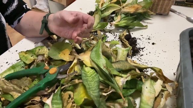 Подмерзла Сансевиерия Ханни. Пересадка, уход. смотреть онлайн