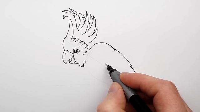 How To Draw A Parrot - Как Нарисовать Попугая - Como Dibujar Un Loro