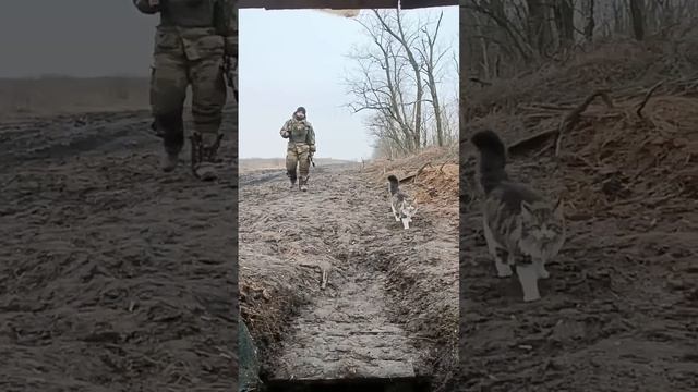 😸А это кот Тяпа с Запорожского направления Брали пацаны его еще котенком, а он смотреть онлайн
