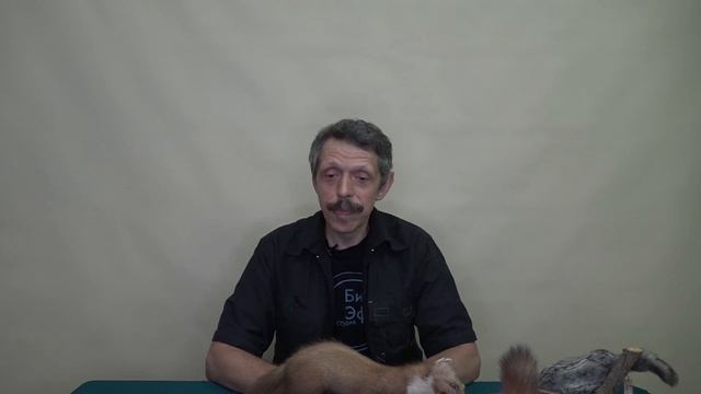 Сказки о куницах смотреть онлайн