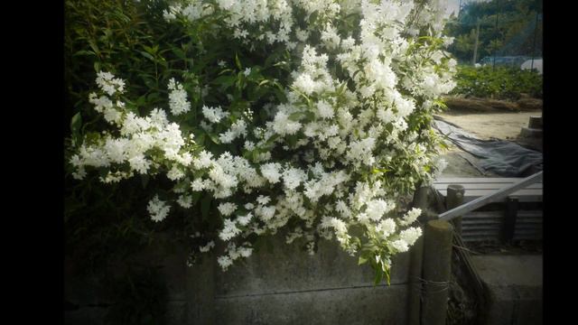 2015 4 30 花 смотреть онлайн