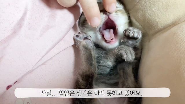 (SUB)포대에 싸여 버려진 생후 10일차 아기고양이 구조/아기고양이의 소식이 궁금해요!/I'm curious about the news of the rescued kitten. смотреть онлайн